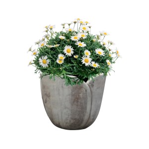 Braunes Terrakotta Pflanzgefäß in Tulpenform (Ø 33cm) mit Margeriten.