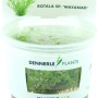 Dennerle Plants Aquariumpflanze Rotala Wayanad im In-vitro-Cup, gelbgrüne Wasserpflanze.