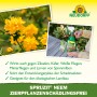 Neudorff Spruzit Schädlingsfrei AF: Sprühflasche mit Zierpflanzen und gelben Blüten.
