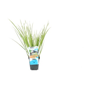 Zwerg-Kalmus "Ogon" Topf-Ø ca. 9 cm Acorus gramineus