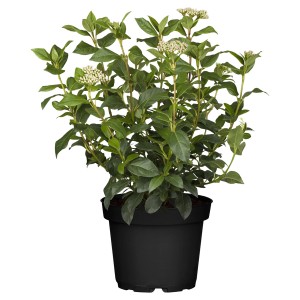 Lorbeer-Schneeball Ladybird im Topf, ca. 10-20 cm hoch, mit grünen Blättern und weißen Blüten.