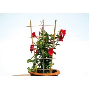 Floraworld Pflanzengitter Classic, 160 cm, aus Bambus mit rot blühender Kletterpflanze im Topf.