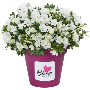 Japanische Azalee Bloom Champion® im Topf, weiße Blütenpracht. Rhododendron für Garten und Kübel.