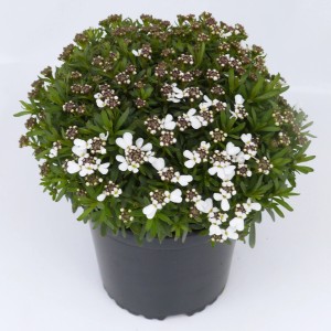 GROW by OBI Immergrüne Schleifenblume Höhe ca. 18 cm Iberis sempervirens