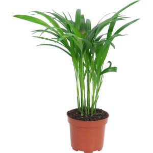 Goldfruchtpalme im Topf, ca. 40-45 cm hoch. Zimmerpflanze mit grünen Blättern.