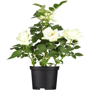 Beetrose Weiß im Topf (5 l), ca. 20-30 cm hoch. Blühende Rose mit grünen Blättern im schwarzen Topf.