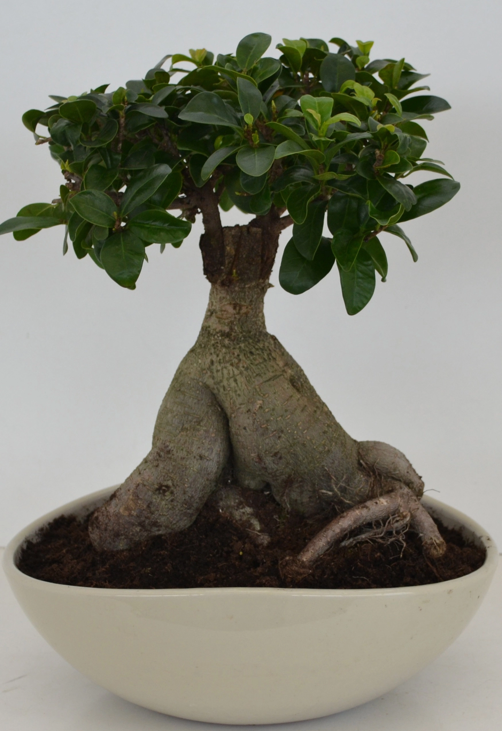 Bonsai in Keramikschale TopfØ ca. 27 cm Ficus kaufen bei OBI