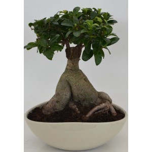 Bonsai Ficus in Keramikschale, Topf ca. 27cm, Zimmerpflanze für Innen.