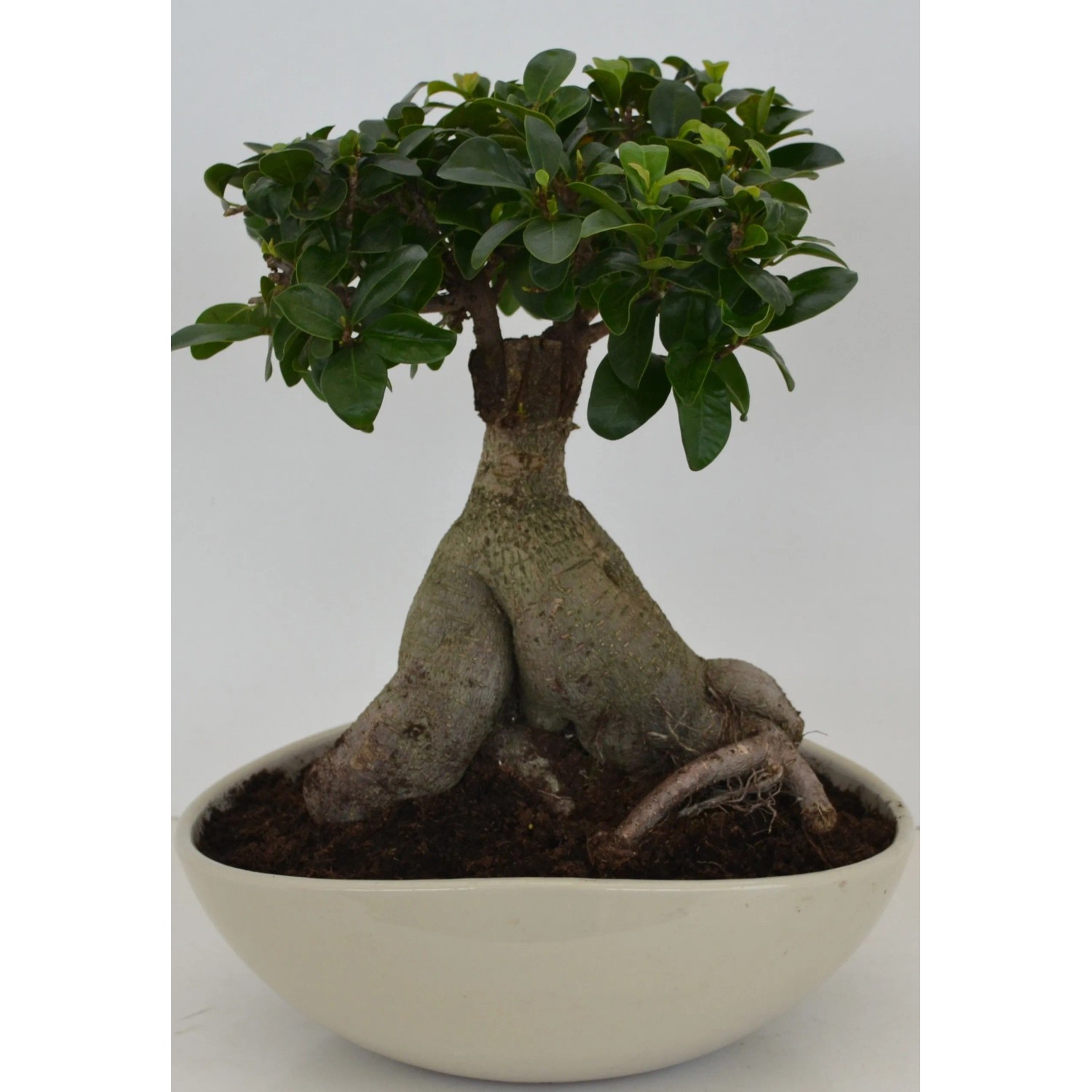 maryland bonsai Rare Senna Meridionalis, Bonsai Succulent Tree, Old Stem main image 0