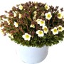 GROW by OBI Moos-Steinbrech "Ice Colours" im Topf, mit weißen Blüten. Winterharte Staude für Steingärten.