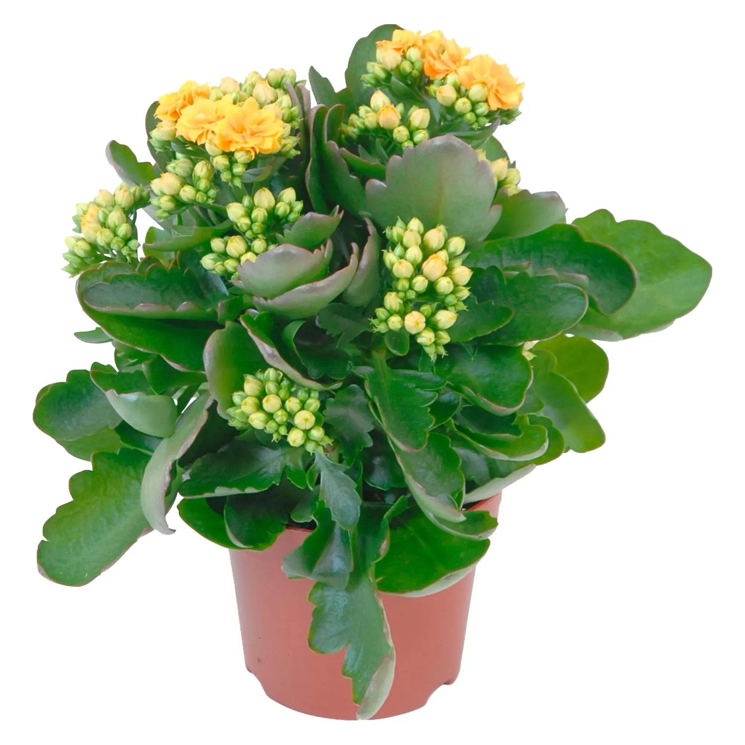 Flammendes Kthchen "Calandiva" Orange Topf- ca. 12 cm Kalanchoe  blossfeldiana kaufen bei OBI