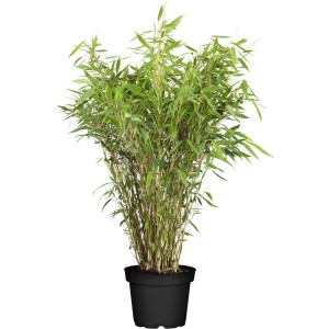 Gartenbambus Obelisk im Topf, ca. 100-125 cm hoch, grüne Blätter.