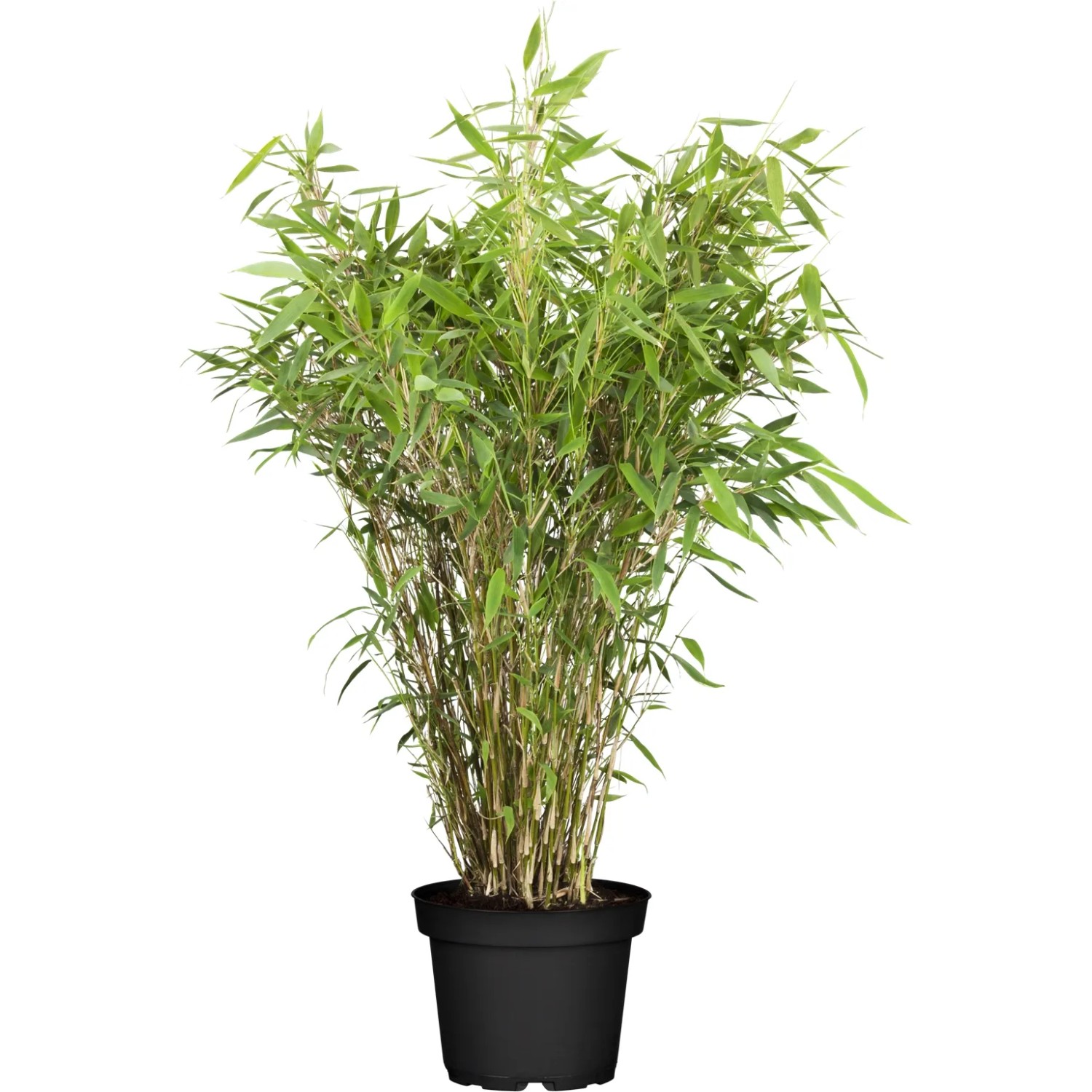 kaffeepflanzen kaufen Coffea Arabica | 15cm | Online kaufen