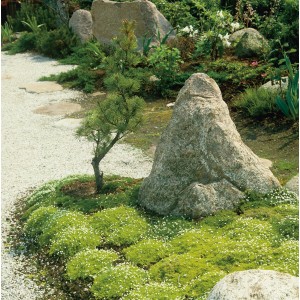 Sternmoos Topf-Ø ca. 12 cm Sagina