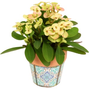 Christusdorn im bunten Topf (Ø 6cm) als Zimmerpflanze. Blühende Euphorbia milii im Terrakotta-Gefäß.