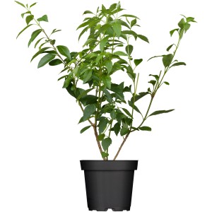 Forsythie 'Lynwood Gold' im Topf, ca. 50-60 cm hoch, mit grünen Blättern.