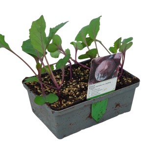 6er Schale Rotkohl-Pflanzen (Brassica) mit Wurzelballen, ideal für den eigenen Anbau im Garten.