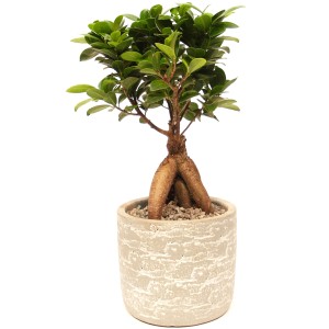 Bonsai Ficus Ginseng im beigen Keramiktopf (ca. 14-16 cm Ø), Zimmerpflanze für Innen.