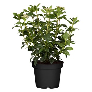 Lorbeer-Schneeball Weiß Höhe ca. 10 - 20 cm Topf ca. 1 l Viburnum tinus