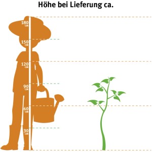 Illustration: Portugiesischer Kirschlorbeer, ca. 80-100cm hoch bei Lieferung. Größenvergleich.