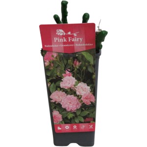 Bodendeckerrose Pink im Topf, ca. 17 cm Ø. Rosa Hybride mit zarten, rosa Blüten.