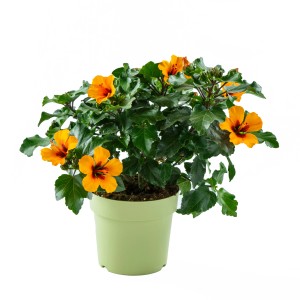 Hibiskus Orange im Topf, ca. 17 cm. Blühende Kübelpflanze mit leuchtenden, orangefarbenen Blüten.