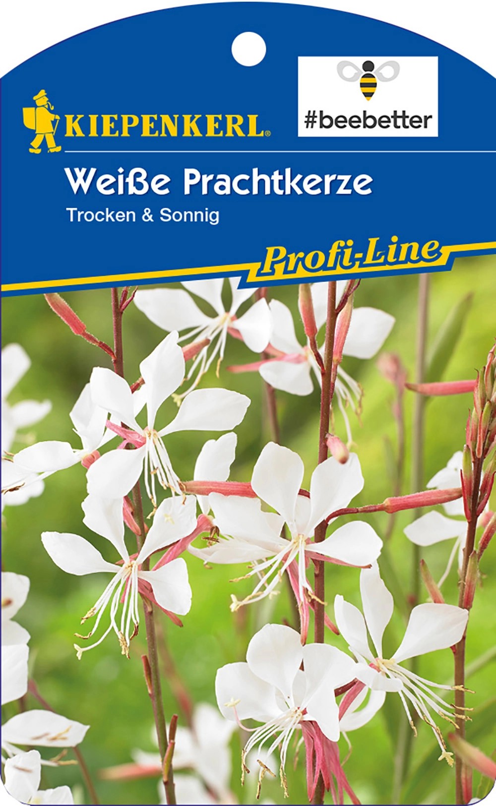Kiepenkerl Prachtkerze TopfØ ca. 17 cm Gaura lindheimeri kaufen bei OBI