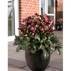 Christrose Ice N'Roses Rot im Topf, winterharte Helleborus niger mit schalenförmigen Blüten.