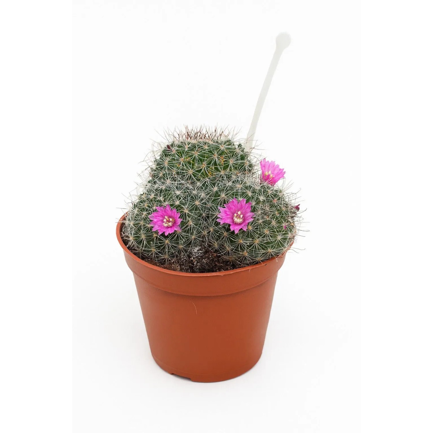 GROW by OBI Kaktus blhend mit Picker Sortenauswahl Topf- ca. 5,5 cm kaufen  bei OBI