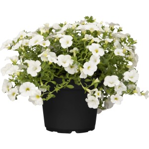 Weißes Zauberglöckchen (Calibrachoa) im Topf, Hängepflanze für Beet und Balkon.
