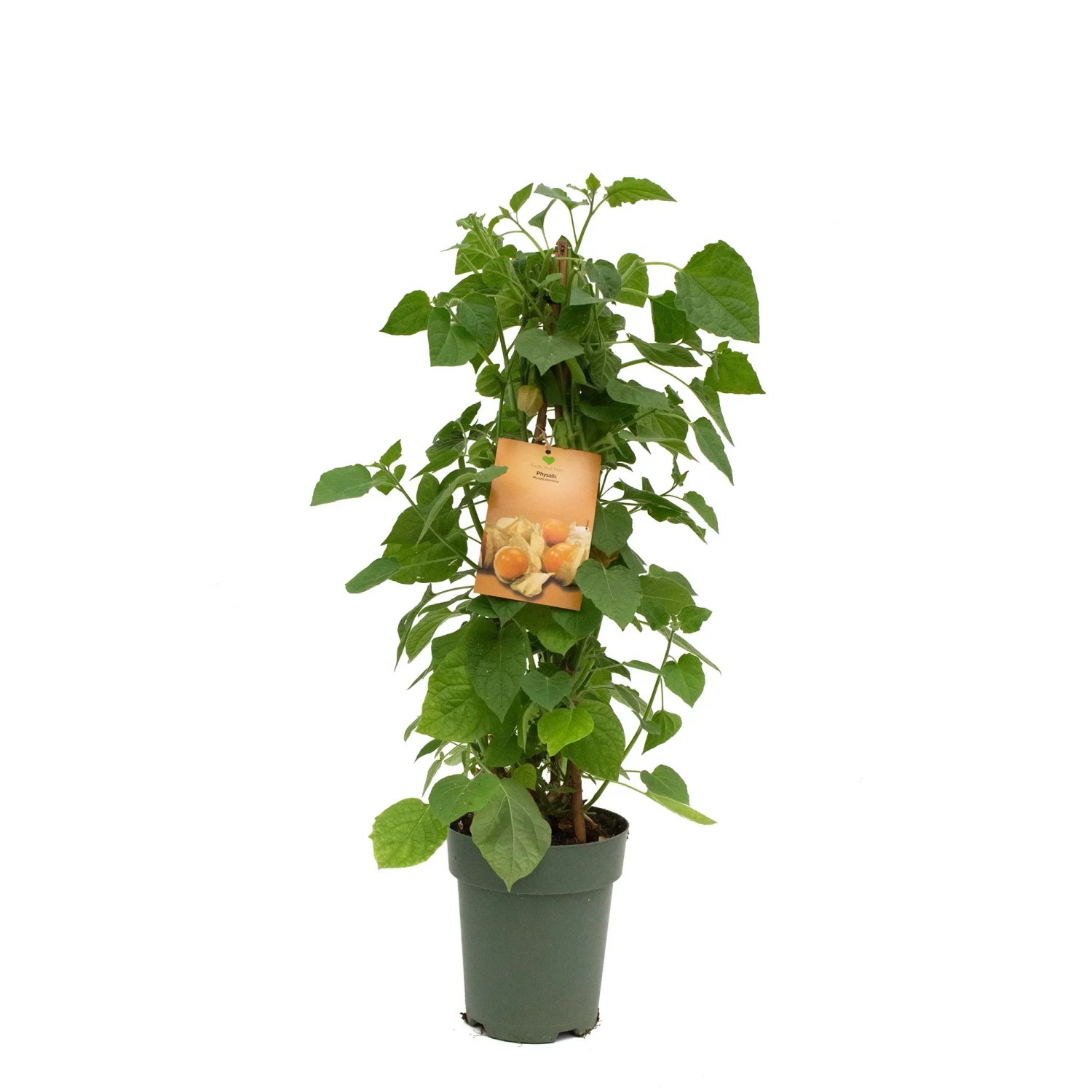 Andenbeere Hhe ca. 90 - 110 cm Topf ca. 7,5 l Physalis peruviana kaufen  bei OBI