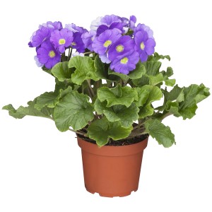 Becherprimel Primuse im Topf, lila Blüten mit gelber Mitte und grünen Blättern.