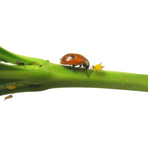 Marienkäfer auf Blattlaus befallenem Stängel. Biohelp Nützlinge zur biologischen Schädlingsbekämpfung.