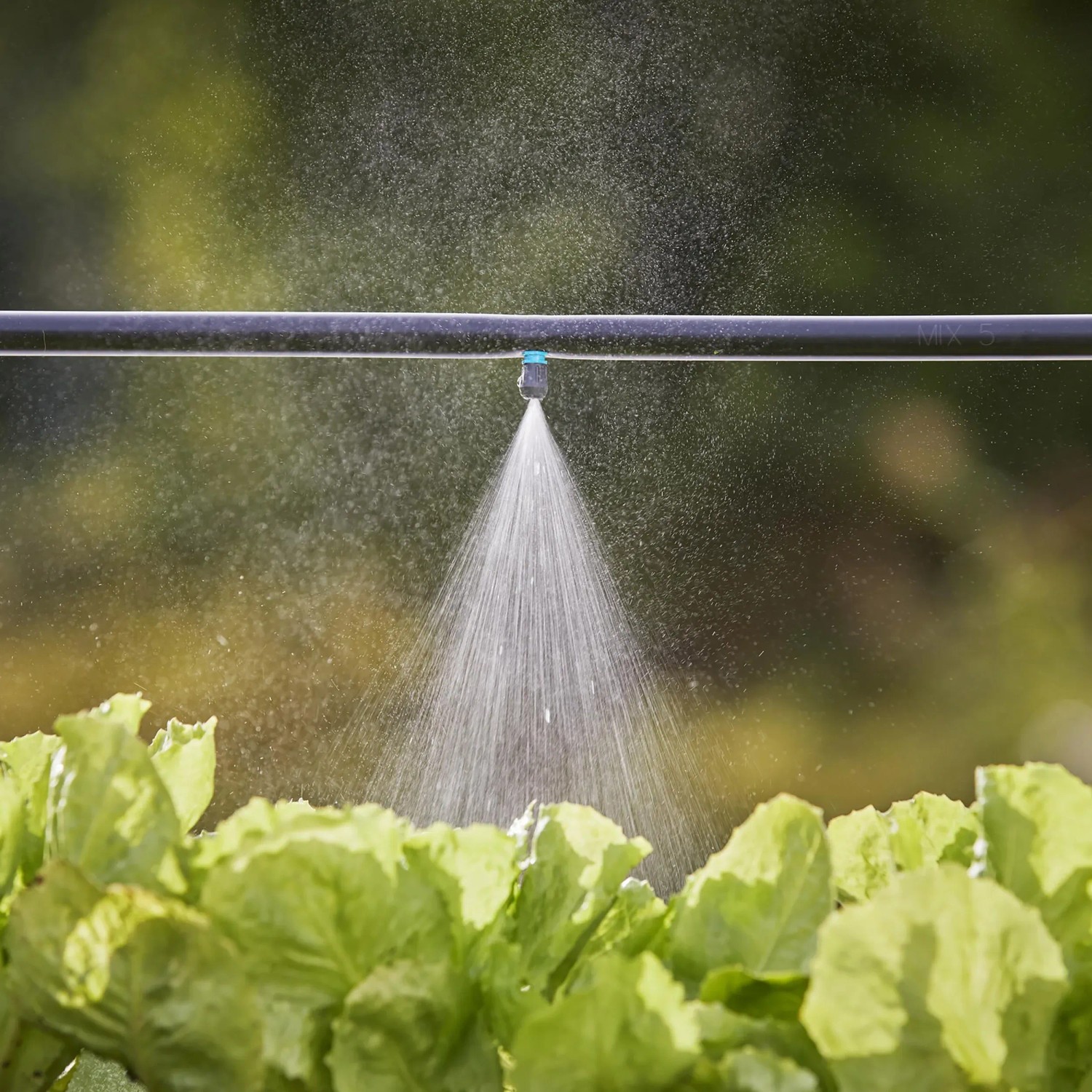 Gardena Nebeldüse im Einsatz: Gezielte Bewässerung von Salat im Micro-Drip-System.