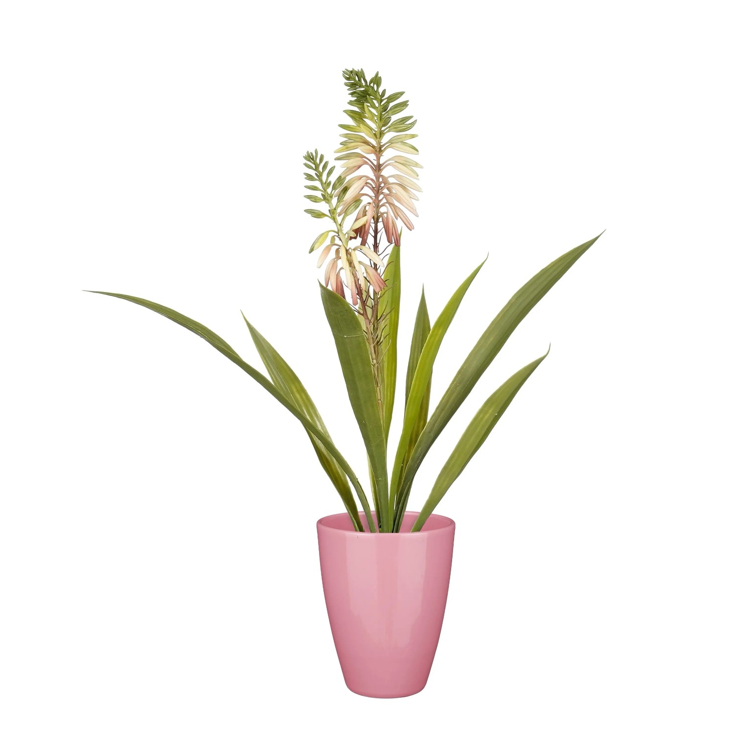 aloe vera fundgrube Purgrün Aloe-Vera-Dünger 1 Liter main image 0