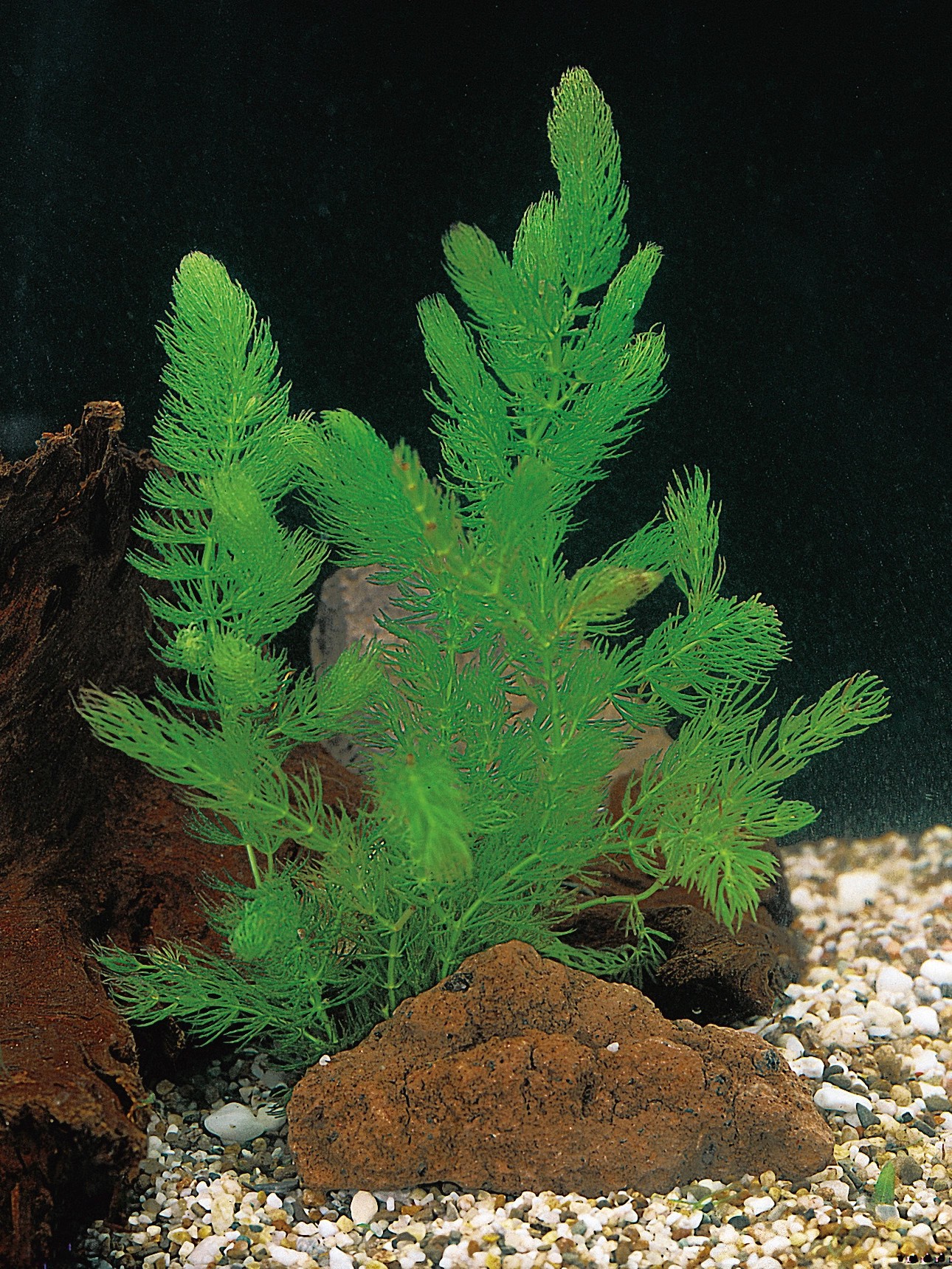 Hornblatt im Becher TopfØ ca. 10 cm Ceratophyllum demersum kaufen bei OBI