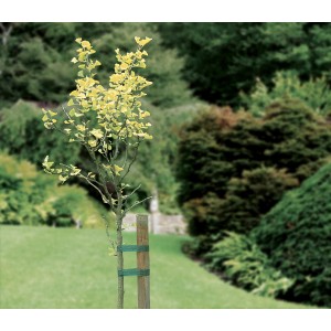 Baumbinder fixiert jungen Baum am Stützpfahl im Garten. Set mit 3 Stück, je 3 m lang.