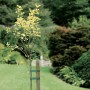 Baumbinder fixiert jungen Baum am Stützpfahl im Garten. Set mit 3 Stück, je 3 m lang.