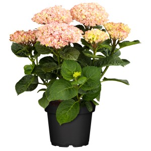 Hortensie Magical Jewel Rosa Höhe ca. 30 cm Topf 5 l Hydrangea macrophylla
