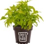 Pottburri Blutnessel im Topf (Ø 13cm). Grüne Stehpflanze mit gezackten Blättern im braunen Topf.