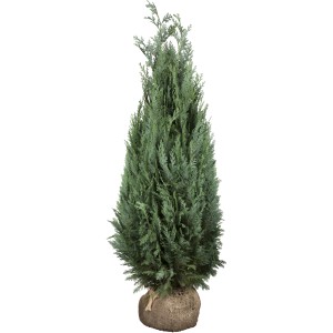 Scheinzypresse ''Glaucà' Set à 40 Stück Höhe ca. 140 - 160 cm Ballenware