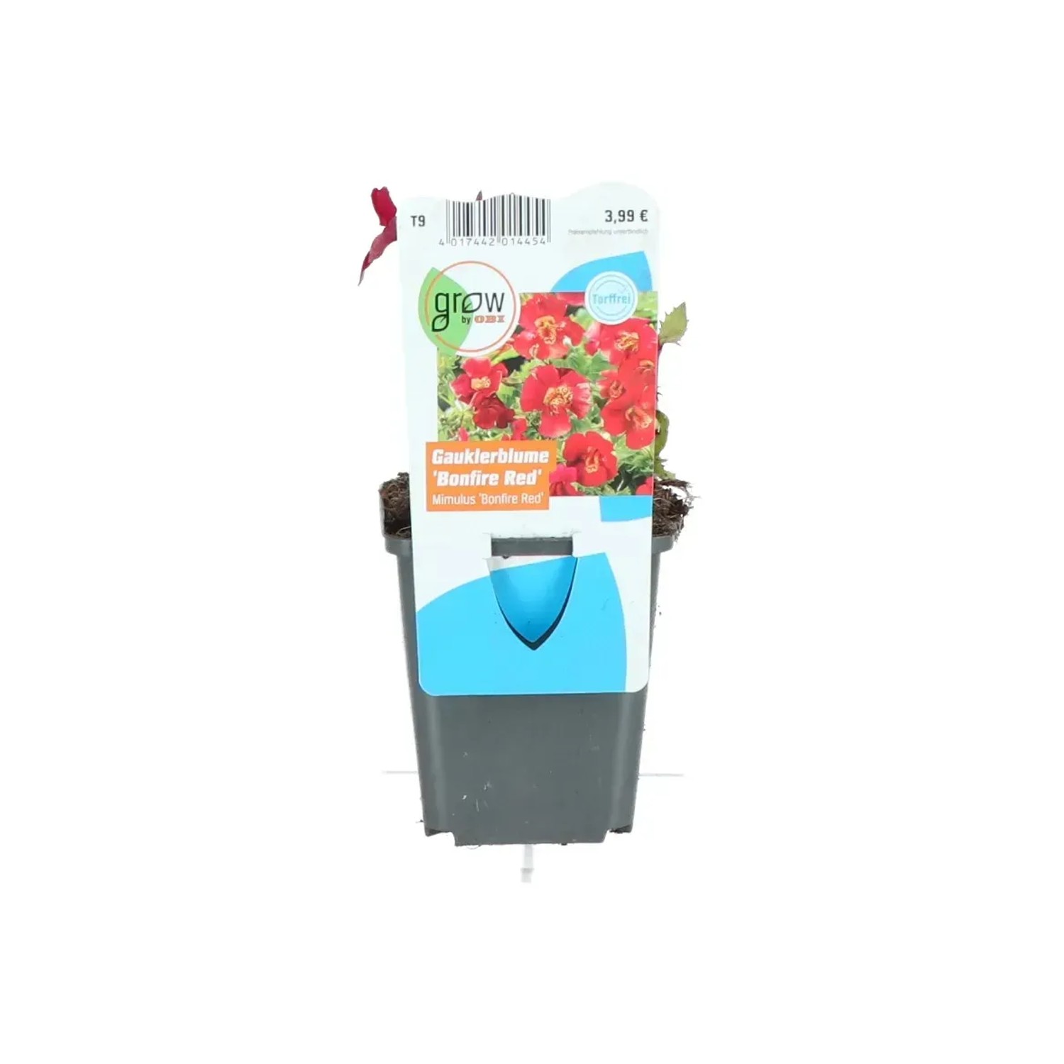Gauklerblume 'Bonfire Red' im Topf, leuchtend rote Blüten. Sumpfpflanze für den Gartenteich.