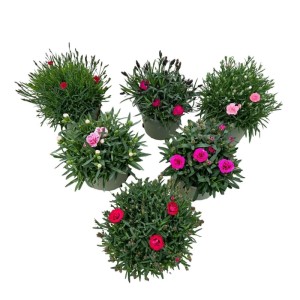 Farbenfrohe GROW by OBI Gartennelken-Mischung (Dianthus caryophyllus) im Topf, verschiedene Farben.