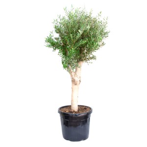 Olivenbaum Halbstamm (ca. 50cm) im Topf (ca. 35l) von GROW by OBI. Mediterranes Flair für Garten und Terrasse.
