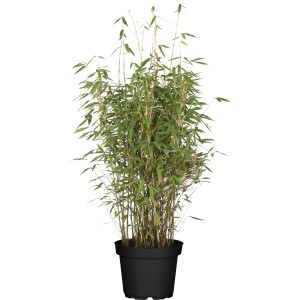 Heckenbambus "Jumbo" Set à 40 Stück Höhe ca. 80 - 100 cm Fargesia murielae