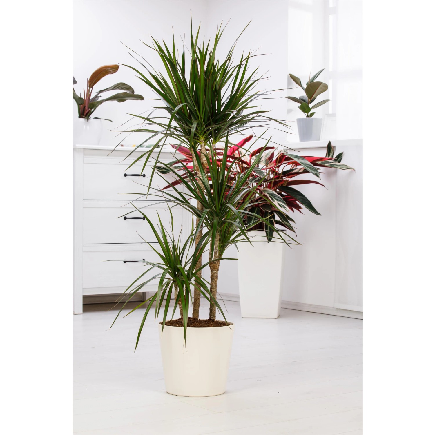 fargesia rufa höhe 6x Fargesia Rufa - 25cm
