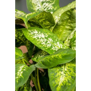 Dieffenbachie 'Maroba' mit grün-weiß panaschierten Blättern im Topf.