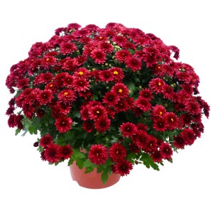 Üppige, dunkelrote Chrysantheme (Chrysanthemum indicum) im Topf, ca. 25 cm Ø.