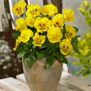 Gelbes Blu Bio-Stiefmütterchen (Viola wittrockiana) im Topf, essbare Blüten.