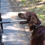 Fahrrad mit Walky Dog Plus Hundeleine und braunem Hund am Wegesrand.